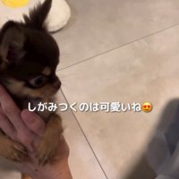手を上げていた飼い主の腕にしがみつく子犬
