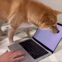 ハムッ