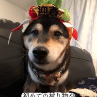 被り物を被る老犬