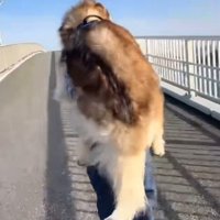 おんぶで進むことに…
