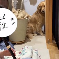 ゴールデンレトリバーのならちゃん