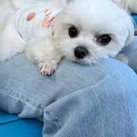 膝の上のおもちくん