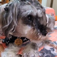 テレビに自分が出た時の風太くん9