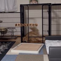 お姉ちゃん帰宅時のこむぎちゃん5