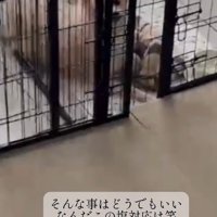ベッドから男性を見つめるポメラニアン