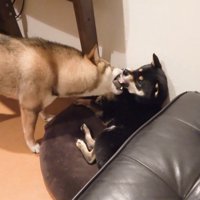 「ありがとう」の伝え方が独特！