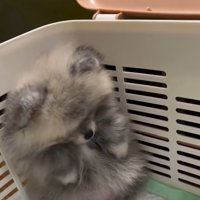 頭を下げるしらすちゃん