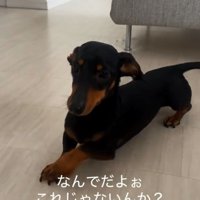 地団駄を踏むオーレくん