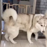 寧々ちゃん＆茶々ちゃんのお出迎え7