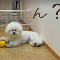 床でくつろぐむぎ君