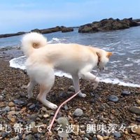 恐怖心より好奇心が上回ったご様子♪