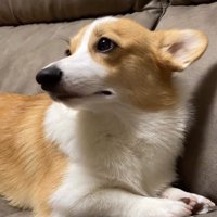 元気がないコーギー