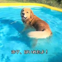プールの中に入って笑顔で遊ぶ犬