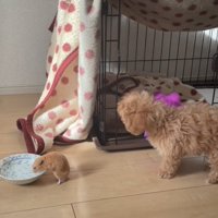 水を飲むハムスターと首を傾げる犬2