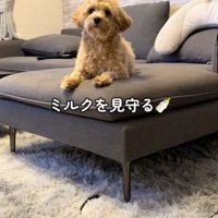 たわし君のナイトルーティン6