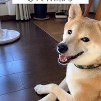 床に伏せてくつろぐ犬