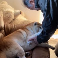 身を預けるるるちゃん