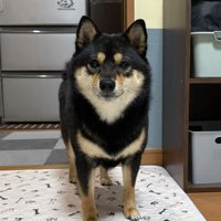 柴犬