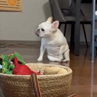 こちらを向く犬