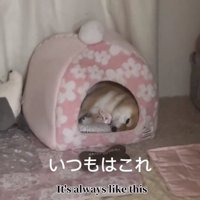 眠ったまま出迎えるこまりちゃん