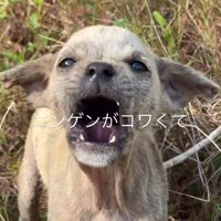 捨てられていた子犬