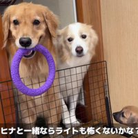 再び現れたヒナタちゃん