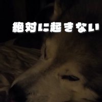 ベッドの上で眠るおじいちゃん犬