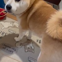 お父さんを見るまるちゃん