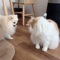 体調不良のレモンさんと優しいポテチくん4