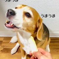 キャベツの芯を食べる中型犬
