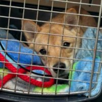 新しい里親さんの元へ