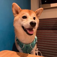 笑顔の柴犬