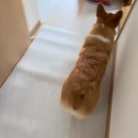 廊下を歩くコーギー