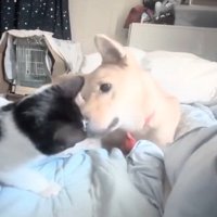 パンダちゃんに顔を近づけるソラちゃん