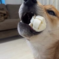 楽しそうに遊んでいたのに…