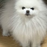 カメラの前に立ってカメラを見つめる犬