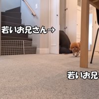 男性に近寄る茶色い犬