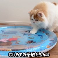 恐る恐るタッチ…！