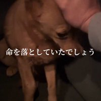 投稿者の手に頭をすり寄せる犬