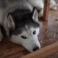 不満そうな犬2