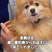 男の子に抱っこされてじっとしている犬