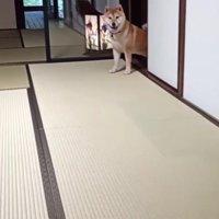 これ以上は上がりません