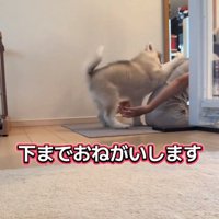 片手を乗せるパウくん
