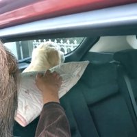 おばあちゃんを無視するギンちゃん