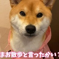 「お散歩」の一言でお目目をキラキラ