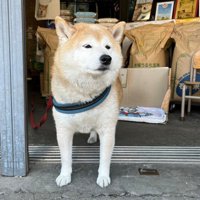 看板犬として愛されている