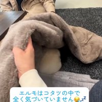 こたつの布団の中にいる犬