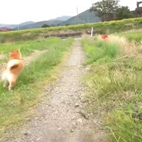 パパさんのもとへダッシュ