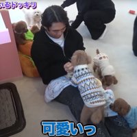 膝の上に乗る犬