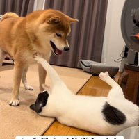 優しすぎる猫パンチ♪